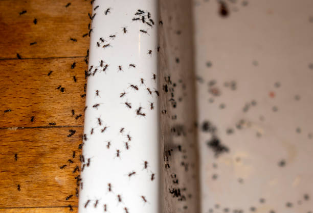  Pawcatuck, CT Pest Control Pros